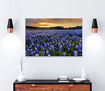 Obraz Modrá trvalka Modrica 1415